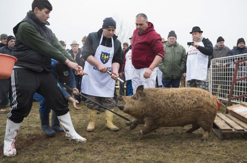 disznótor-mangalica-mti-balázs-attila